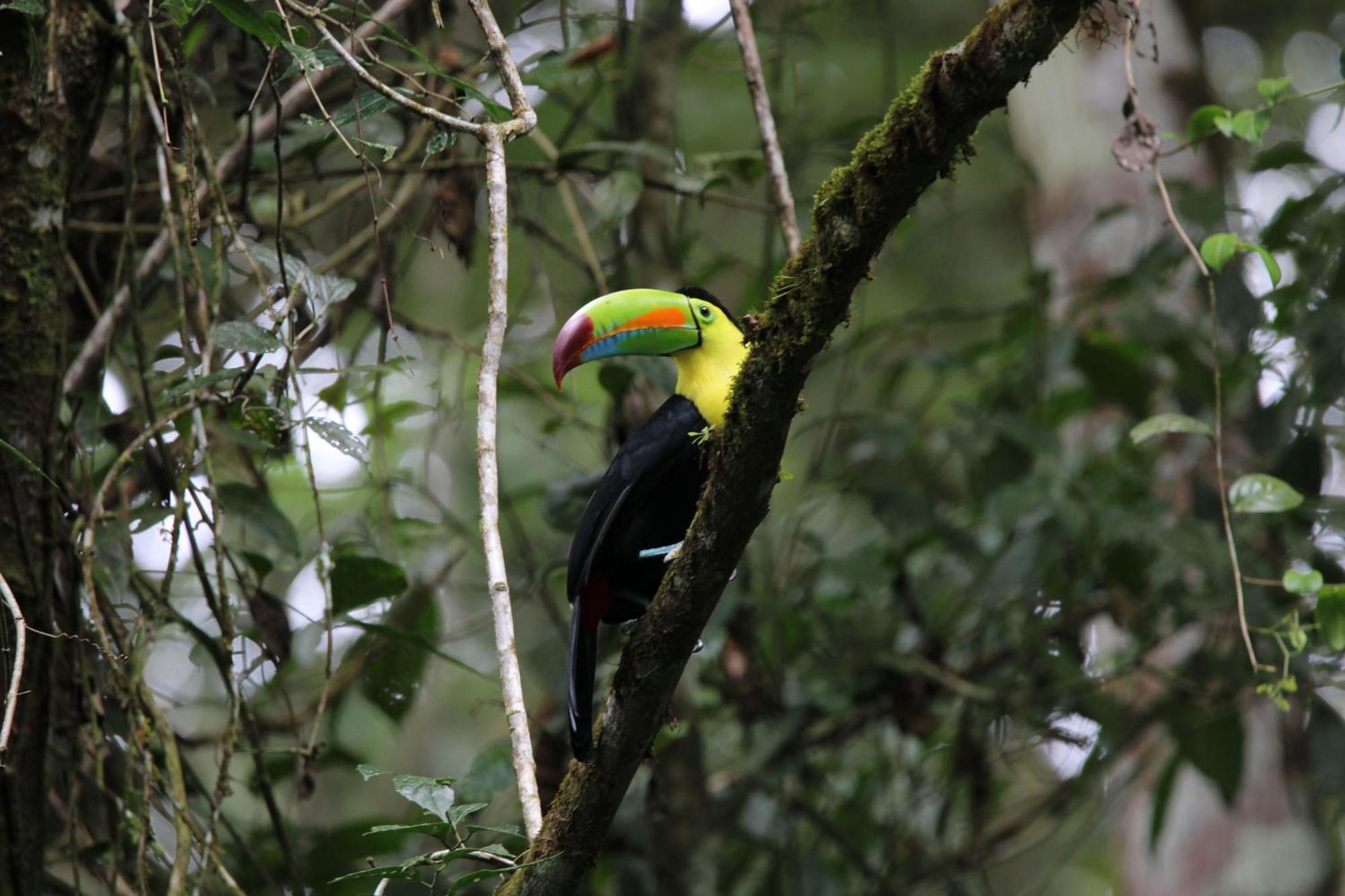 Serenity Rainforest Condos La Fortuna Kültér fotó